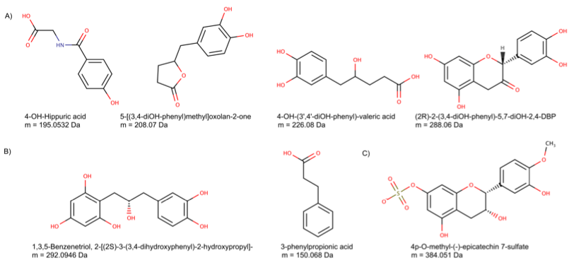 Fig. 3 Identification of predicted metabolites of Epicatechin in humans (which are assumed to be nearly identical for rats). The figure illustrates: A) Metabolites correctly identified by BMIT, and corresponding to masses (in daltons) observed in our experimental study; B) Metabolites correctly identified by BMIT, and corresponding to masses observed exclusively in previous studies, and; C) A previously reported 				metabolite of epicatechin not identified by BMIT. (2R)-2-(3,4-diOH-phenyl)-5,7-diOH-2,4-DBP stands for (2R)‐2‐(3,4‐dihydroxyphenyl)‐5,7‐dihydroxy‐2,4‐dihydro‐1‐benzopyran‐3‐one.